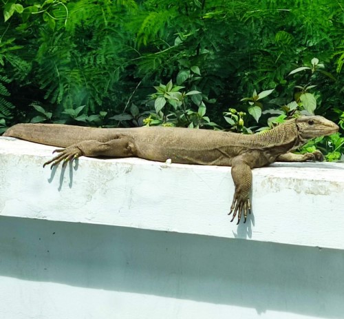 Working from Koh Samui